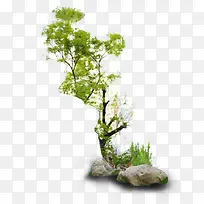 树-空若网 树-空若网