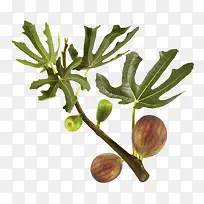 无花果树枝-空若网 无花果树枝-空若网