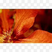 »¨¶äҶƬ±³¾°-¿ÕÈôÍø »¨¶äҶƬ±³¾°-¿ÕÈôÍø