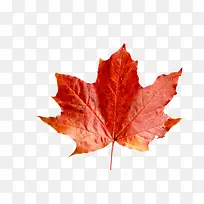 一张枫叶-空若网 一张枫叶-空若网