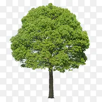 绿色的树-空若网 绿色的树-空若网