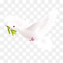 ��ɫ��ƽ��-������