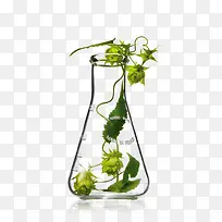 高清摄影水杯植物造型-空若网 高清摄影水杯植物造型-空若网