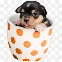 一只茶杯犬-空若网 一只茶杯犬-空若网