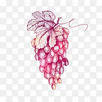 金手紫青皮葡萄插画-空若网 金手紫青皮葡萄插画-空若网