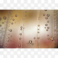 ¶��ˮ�鱳��-������