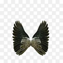 飞翔的翅膀-空若网 飞翔的翅膀-空若网