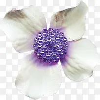 白色小花-空若网 白色小花-空若网