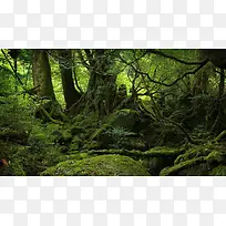 ÉñÃØÂÌÉ«ÉÁÖ´óÊ÷-¿ÕÈôÍø ÉñÃØÂÌÉ«ÉÁÖ´óÊ÷-¿ÕÈôÍø