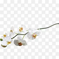 白色唯美花朵树枝美景-空若网 白色唯美花朵树枝美景-空若网