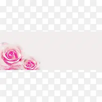 粉玫瑰温馨背景-空若网 粉玫瑰温馨背景-空若网