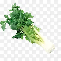 西芹菜图片-空若网 西芹菜图片-空若网