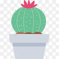 可爱开花仙人球-空若网 可爱开花仙人球-空若网