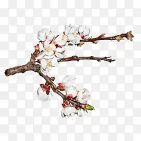 写实手绘樱花树枝-空若网 写实手绘樱花树枝-空若网