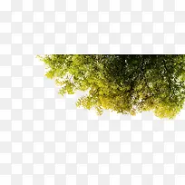 树叶-空若网 树叶-空若网