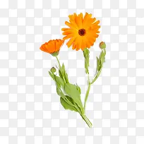 ��ɫ��յ��-������