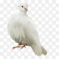 ¿É°®µÄС°×¸ë-¿ÕÈôÍø ¿É°®µÄС°×¸ë-¿ÕÈôÍø