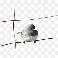 һֻ��ȸ-������