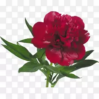 牡丹花束牡丹-空若网 牡丹花束牡丹-空若网