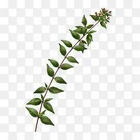 长长的绿树叶-空若网 长长的绿树叶-空若网