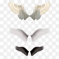 飞行的翅膀-空若网 飞行的翅膀-空若网