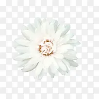 白色花朵-空若网 白色花朵-空若网