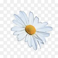 白色花朵-空若网 白色花朵-空若网