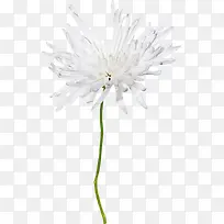 白色菊花-空若网 白色菊花-空若网