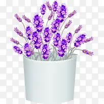 花盆里的薰衣草-空若网 花盆里的薰衣草-空若网