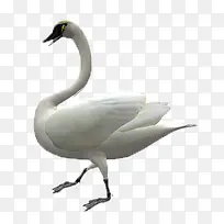 白色天鹅-空若网 白色天鹅-空若网