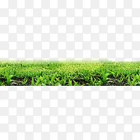 草坪-空若网 草坪-空若网
