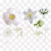 切花设计剪贴画野花-空若网 切花设计剪贴画野花-空若网