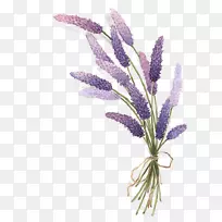 薰衣草素描-薰衣草-空若网 薰衣草素描-薰衣草-空若网