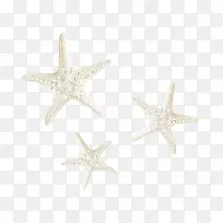 白色海星-空若网 白色海星-空若网