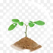 气泡 小草-空若网 气泡 小草-空若网