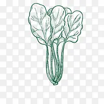 手绘青菜设计素材-空若网 手绘青菜设计素材-空若网