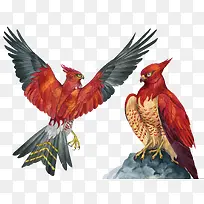 矢量大红鹰-空若网 矢量大红鹰-空若网