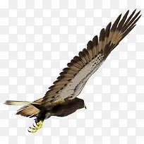 翱翔老鹰图片-空若网 翱翔老鹰图片-空若网