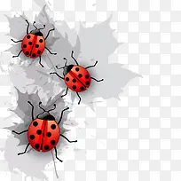 矢量七星瓢虫-空若网 矢量七星瓢虫-空若网