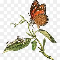 树叶上的蝴蝶和昆虫-空若网 树叶上的蝴蝶和昆虫-空若网