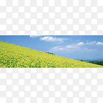油菜花主题背景-空若网 油菜花主题背景-空若网