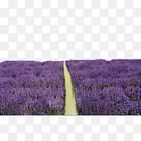 薰衣草蜂蜜-空若网 薰衣草蜂蜜-空若网