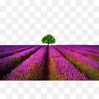 Þ¹Ò²ݵύ-¿ÕÈôÍø Þ¹Ò²ݵύ-¿ÕÈôÍø