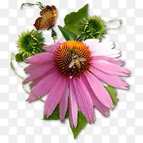 鲜花与采蜜的蜜蜂-空若网 鲜花与采蜜的蜜蜂-空若网