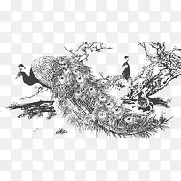 手绘孔雀-空若网 手绘孔雀-空若网