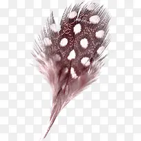 孔雀尾巴-空若网 孔雀尾巴-空若网