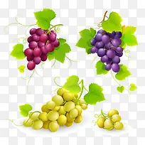 葡萄免抠下载-空若网 葡萄免抠下载-空若网
