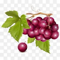 手绘矢量图葡萄-空若网 手绘矢量图葡萄-空若网