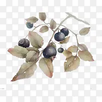 ɽ���ʵ����֦�ز�-������