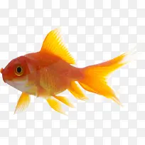 黄色可爱金鱼高清-空若网 黄色可爱金鱼高清-空若网